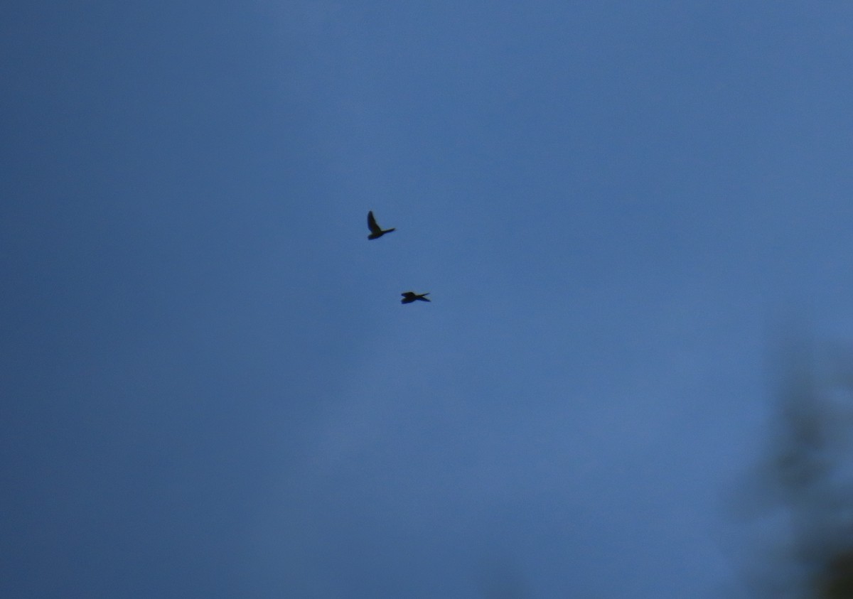 Scarlet-fronted Parakeet - ML645954947