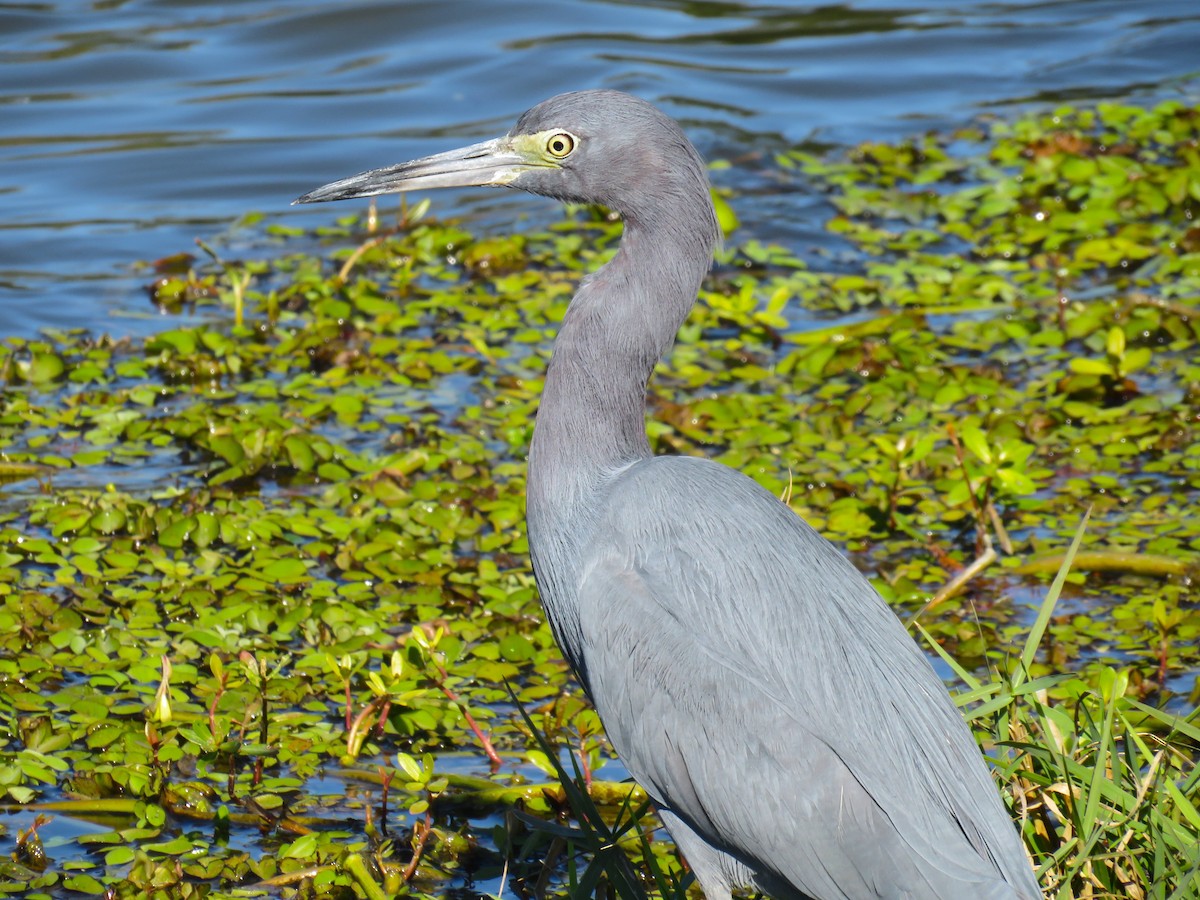 Little Blue Heron - ML645954948