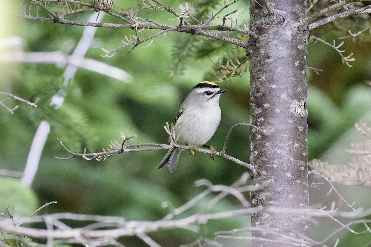 Erregetxo amerikarra - ML645954952