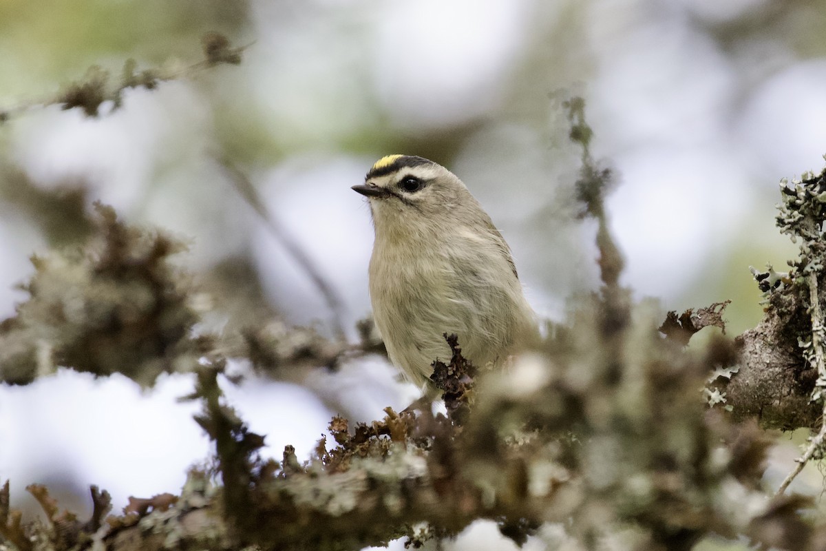 Erregetxo amerikarra - ML645954953