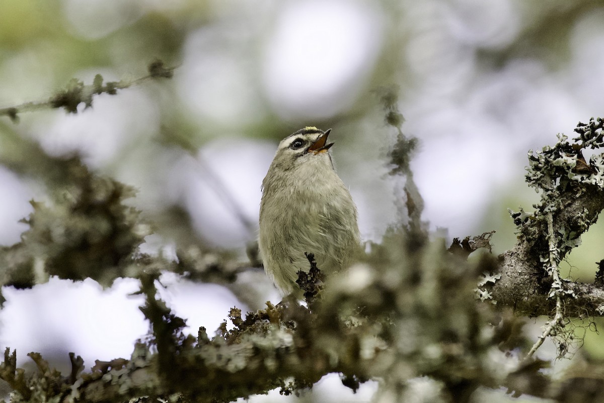 Erregetxo amerikarra - ML645954954