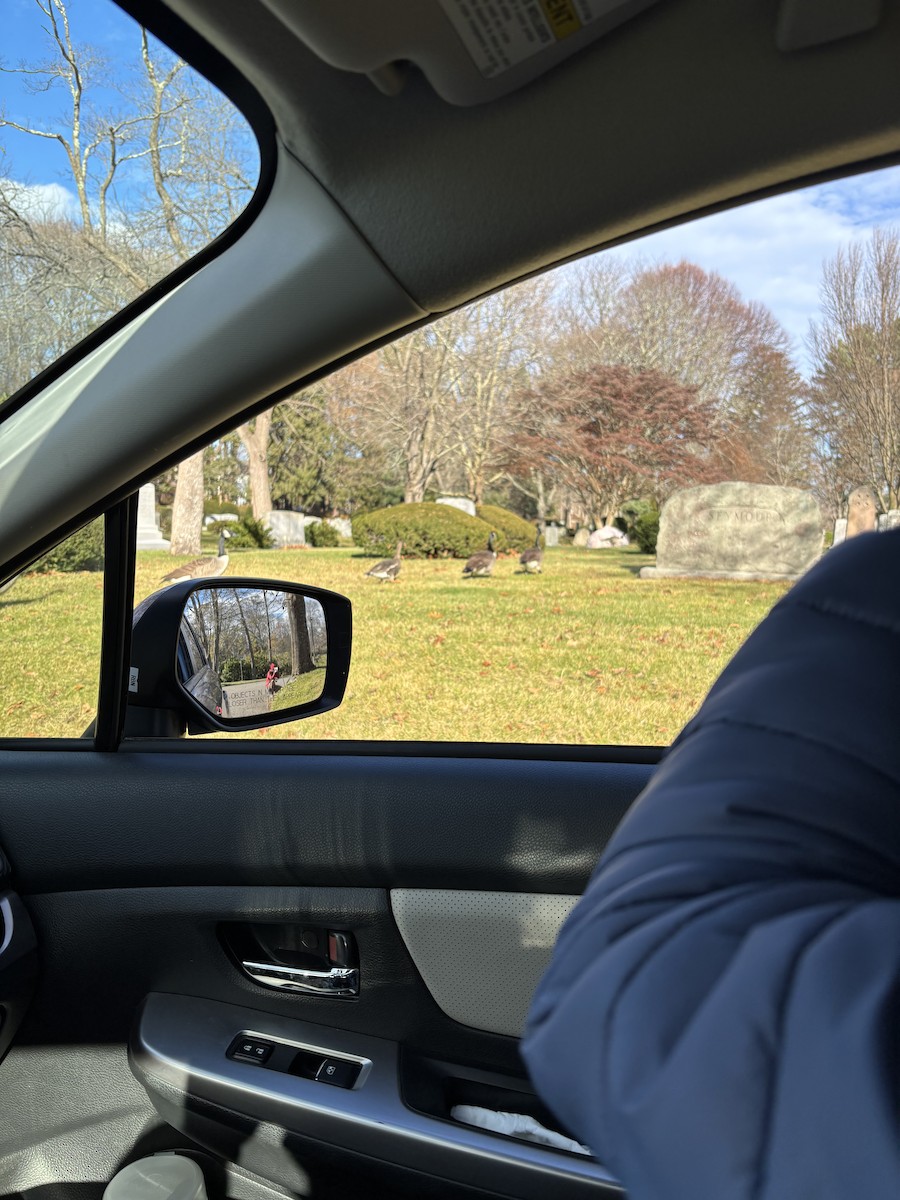 白額雁 - ML645954958