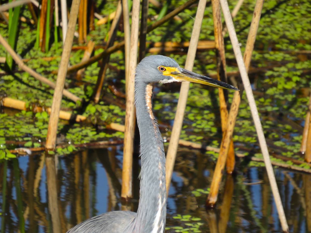 Tricolored Heron - ML645954963