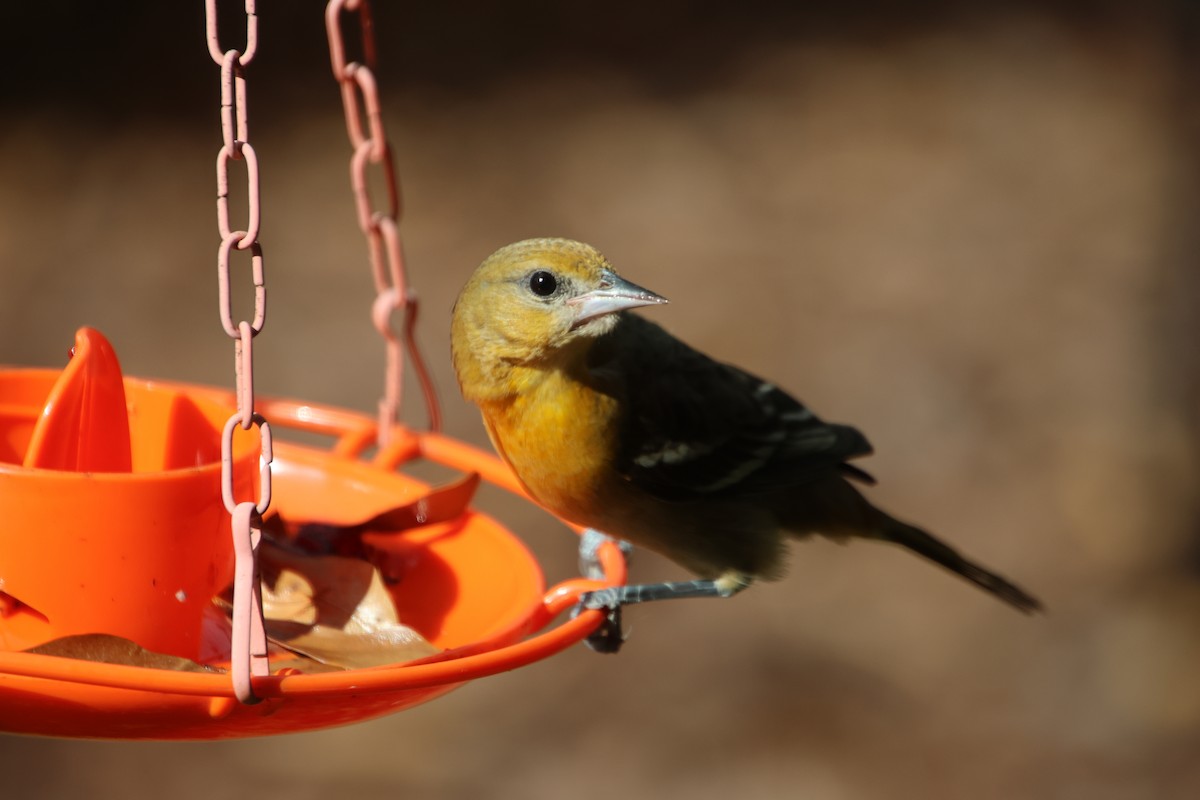 Балтиморский трупиал - ML645954969