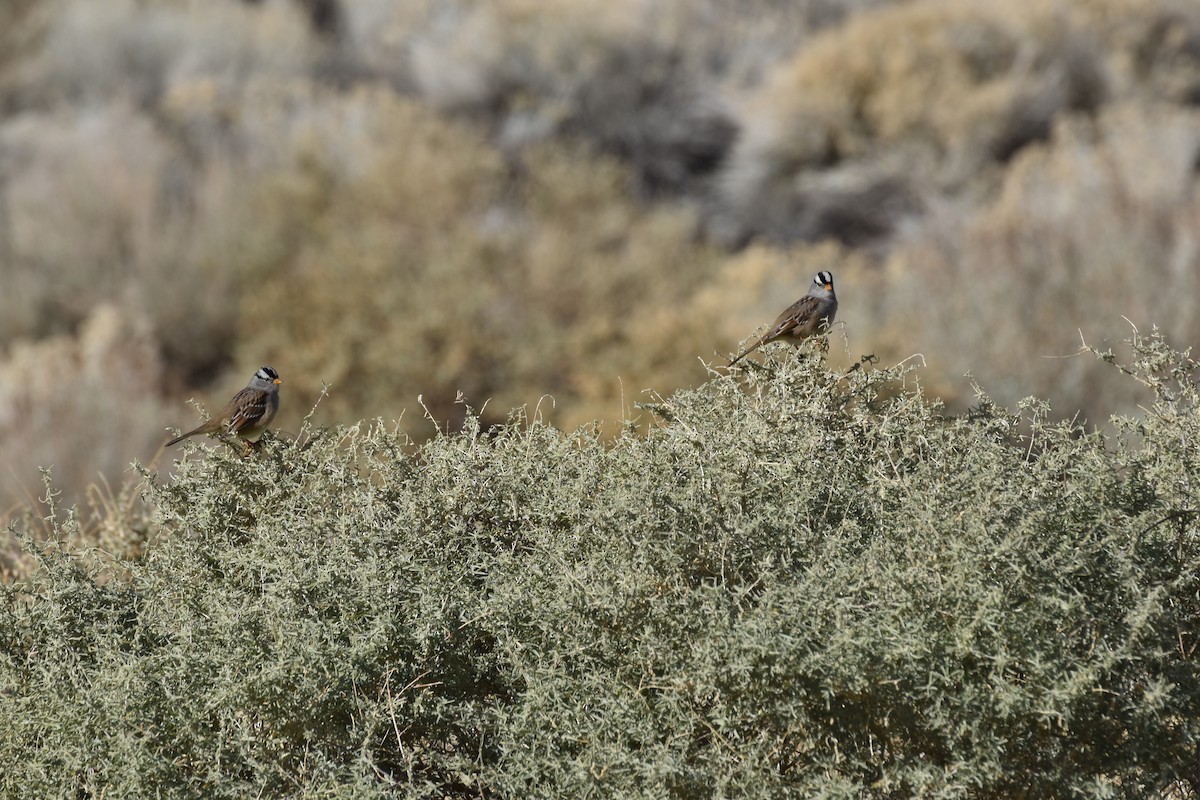 White-crowned Sparrow - ML645954975
