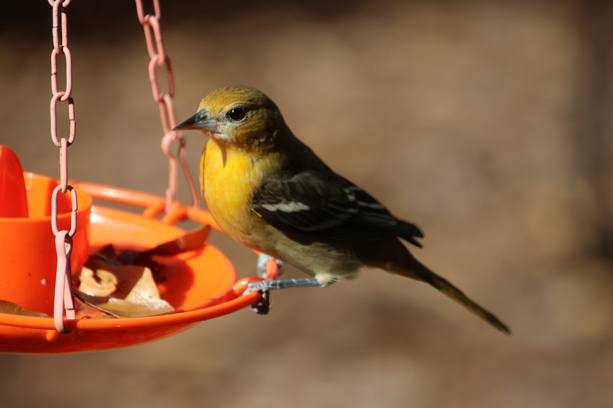 Балтиморский трупиал - ML645954977