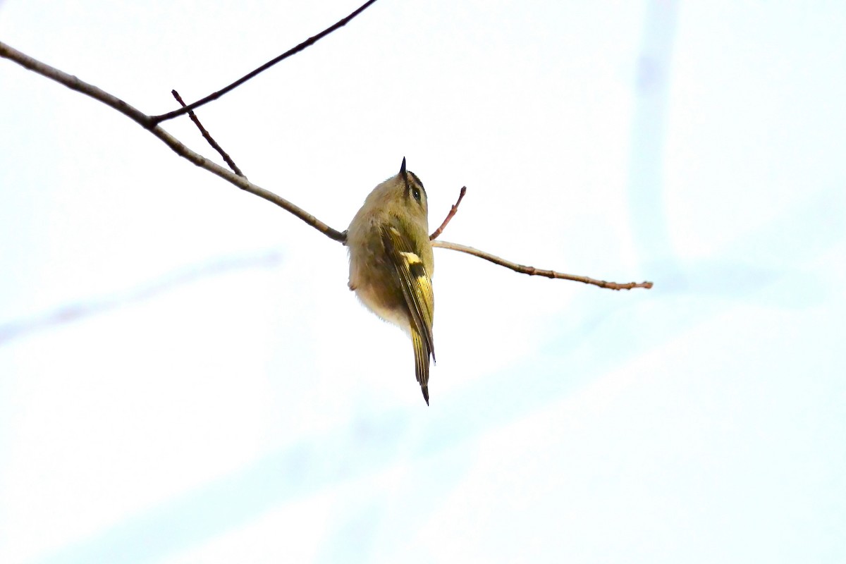 Erregetxo amerikarra - ML645954980