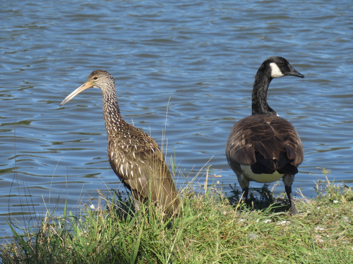Canada Goose - ML645954982