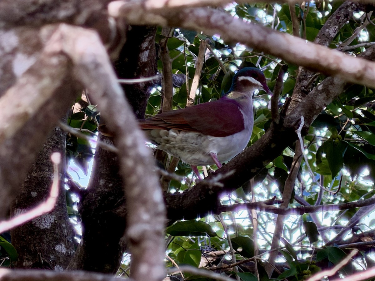 テリハウズラバト - ML645954988