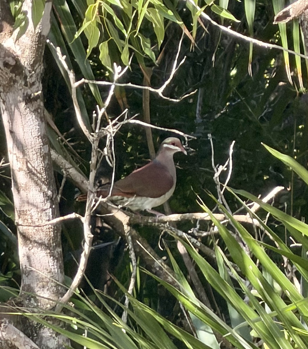 テリハウズラバト - ML645954989