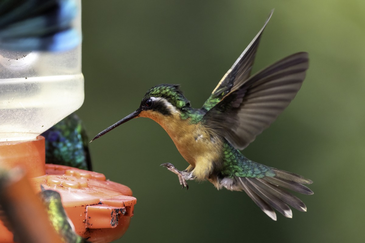 White-throated Mountain-gem - ML645954991