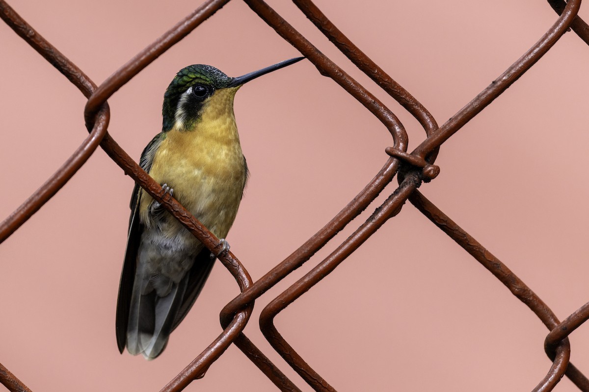 White-throated Mountain-gem - ML645954992