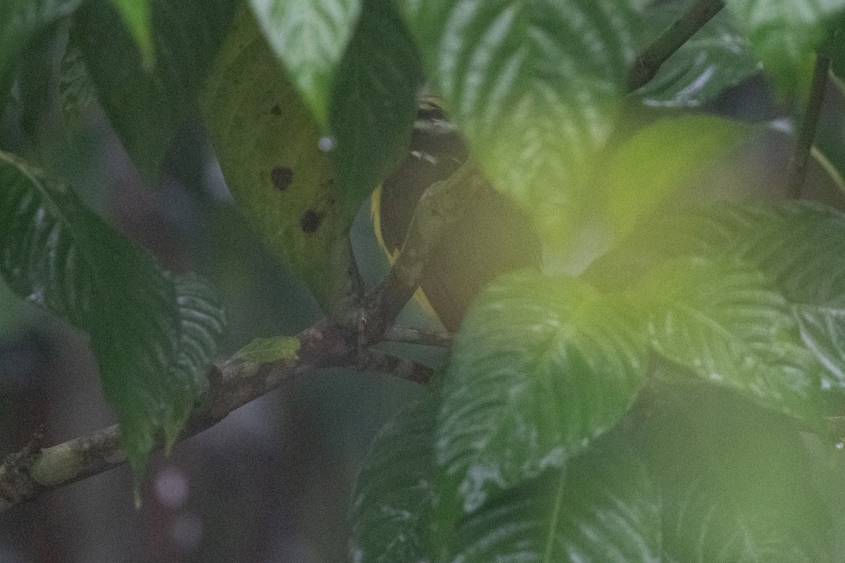 Boat-billed Flycatcher - ML645954999