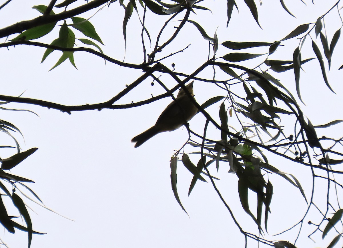 White-winged Tanager - ML645955000