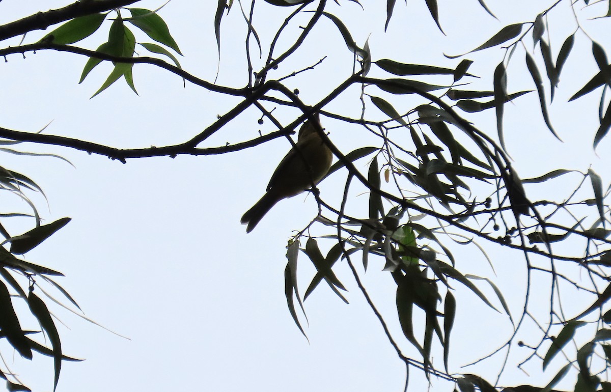 White-winged Tanager - ML645955001