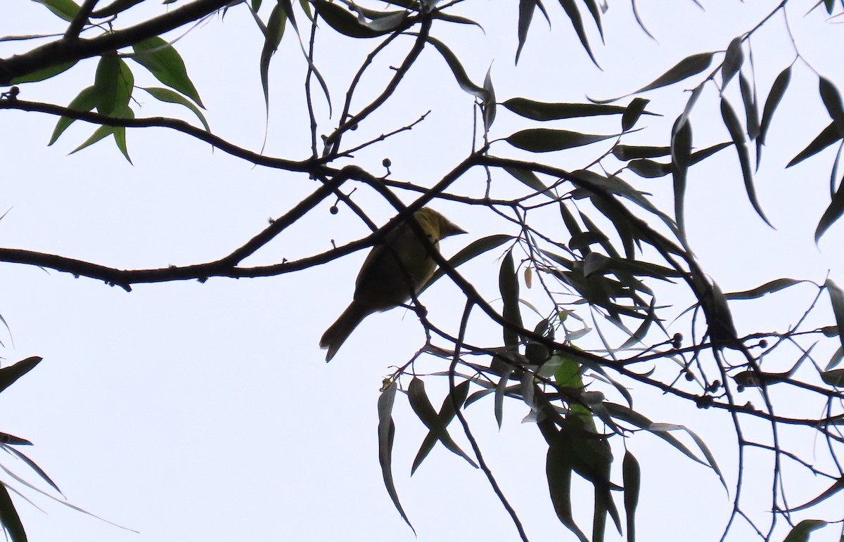 White-winged Tanager - ML645955002