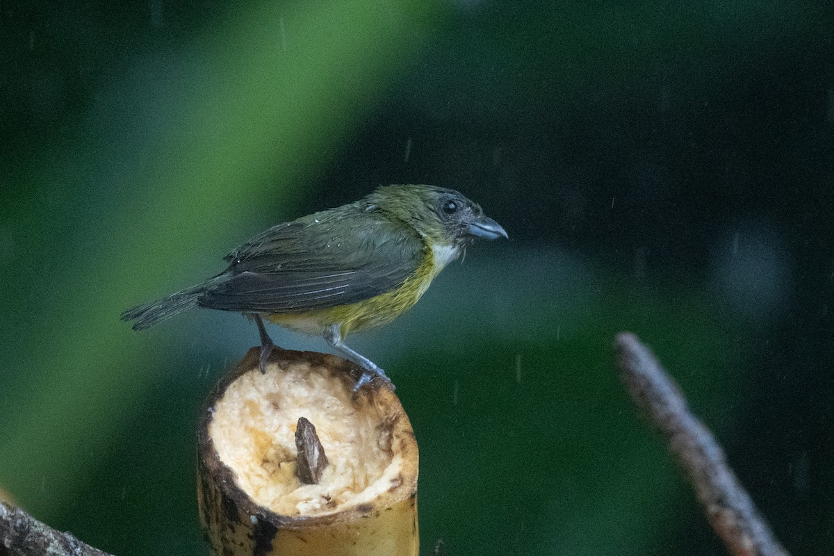 Yellow-throated Euphonia - ML645955011