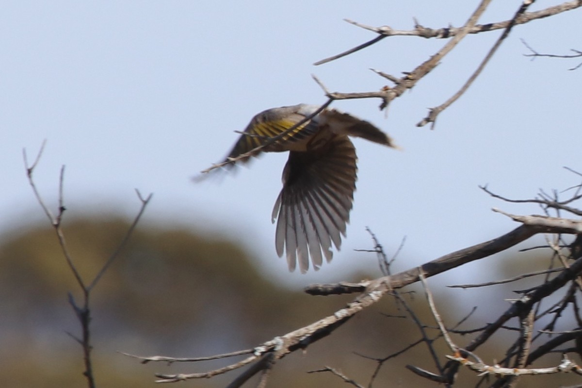 Yellow-throated Miner - ML645955012