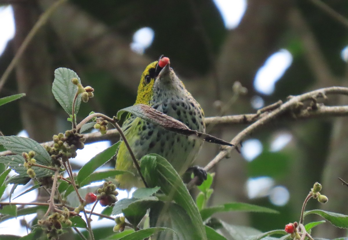 Speckled Tanager - ML645955013