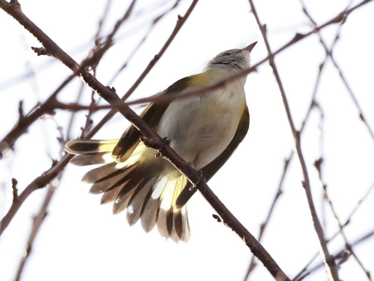 American Redstart - ML645955014