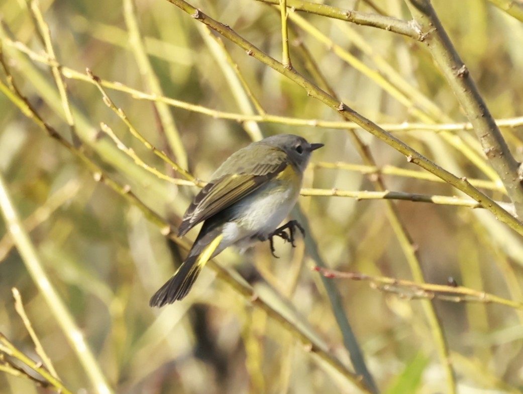 American Redstart - ML645955015
