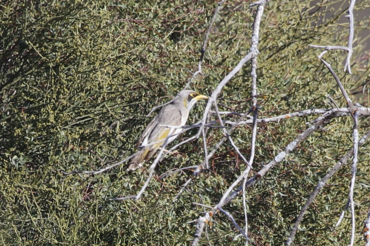 Yellow-throated Miner - ML645955016