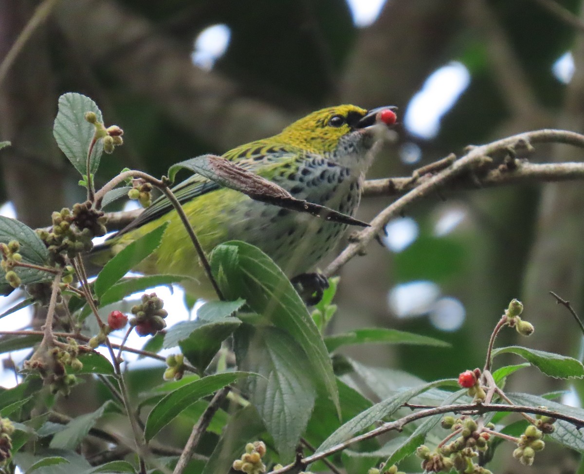 Speckled Tanager - ML645955017
