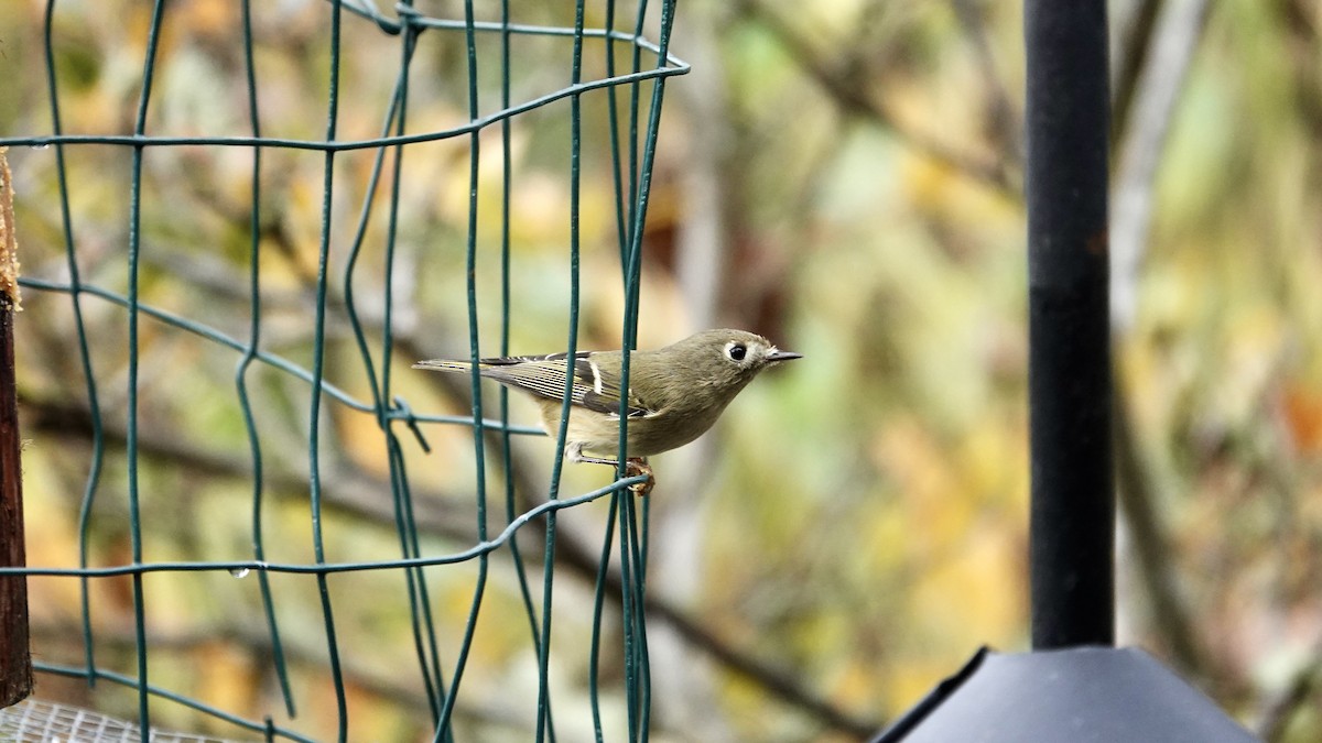 Ruby-crowned Kinglet - ML645955018