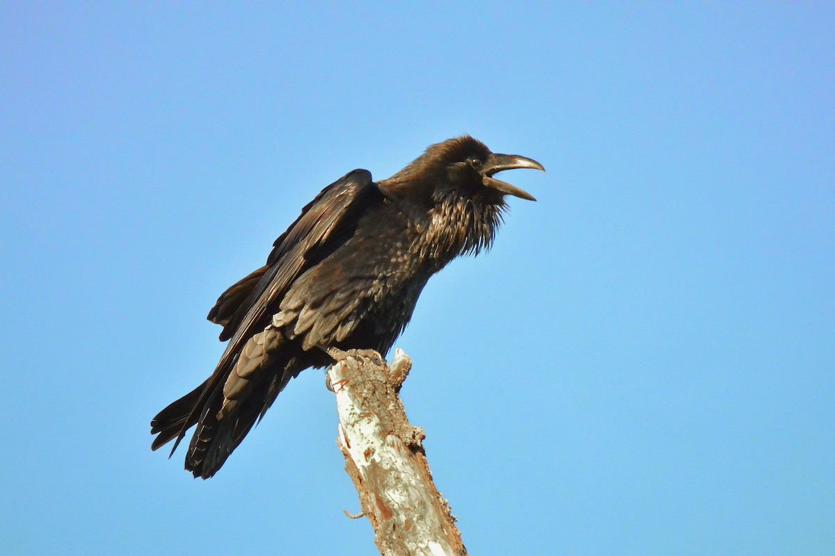 Common Raven - ML645955019