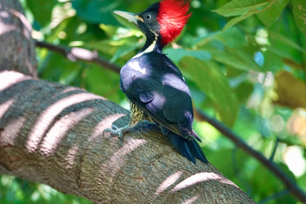 Lineated Woodpecker - ML645955020