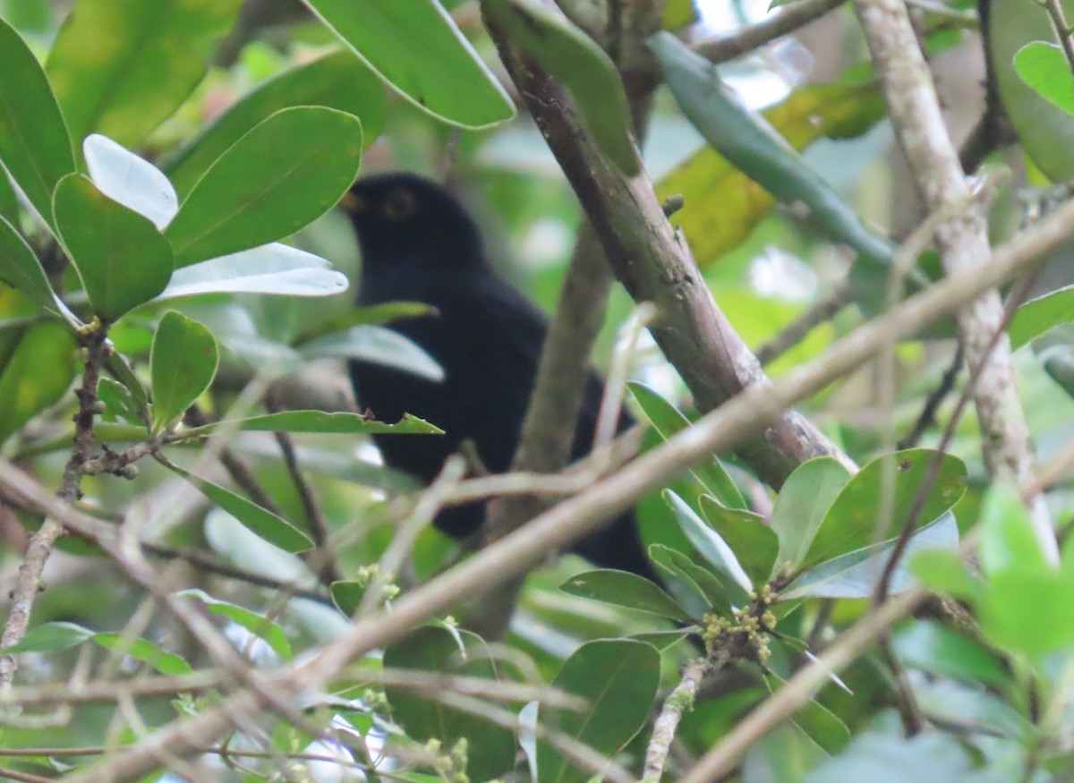 Glossy-black Thrush - ML645955021