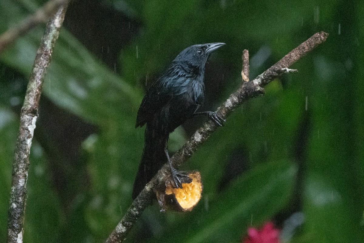 Melodious Blackbird - ML645955024