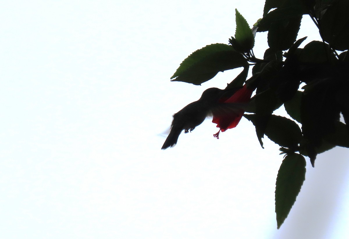 Copper-rumped Hummingbird - ML645955027