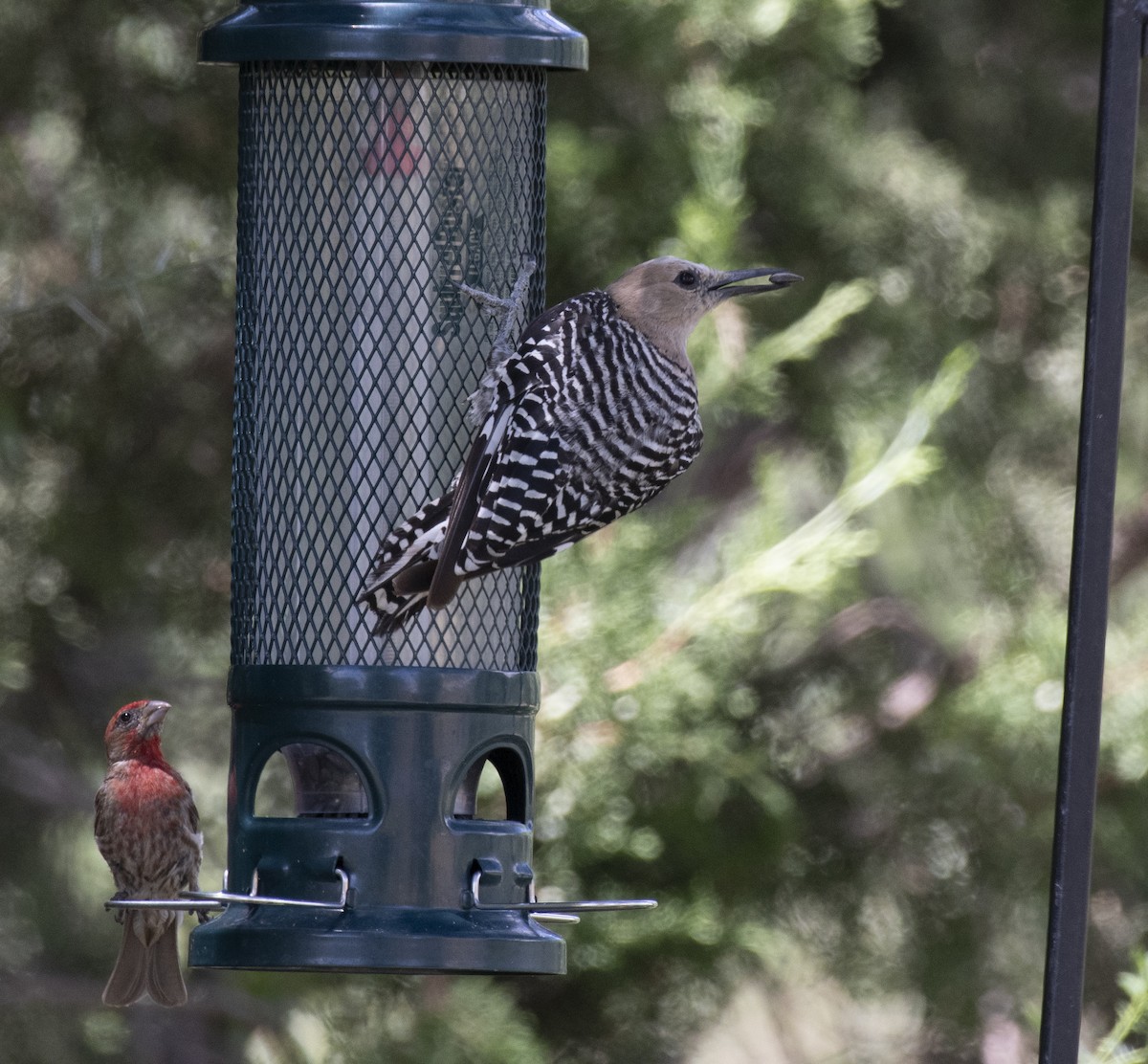 Gila Woodpecker - ML645955028