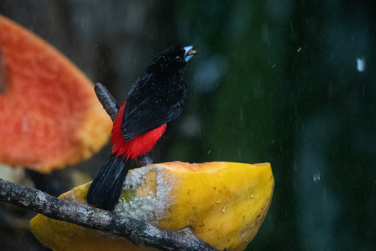 Scarlet-rumped Tanager - ML645955029