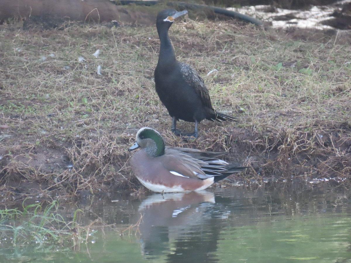 American Wigeon - ML645955031