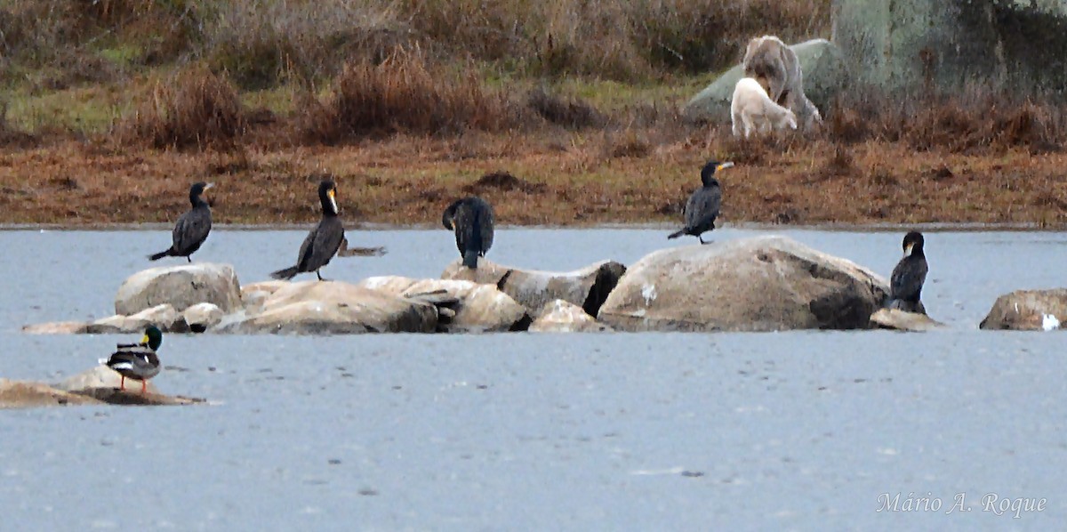 Great Cormorant - ML645955032
