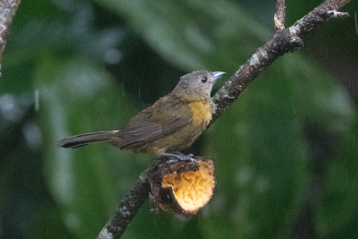 Scarlet-rumped Tanager - ML645955035