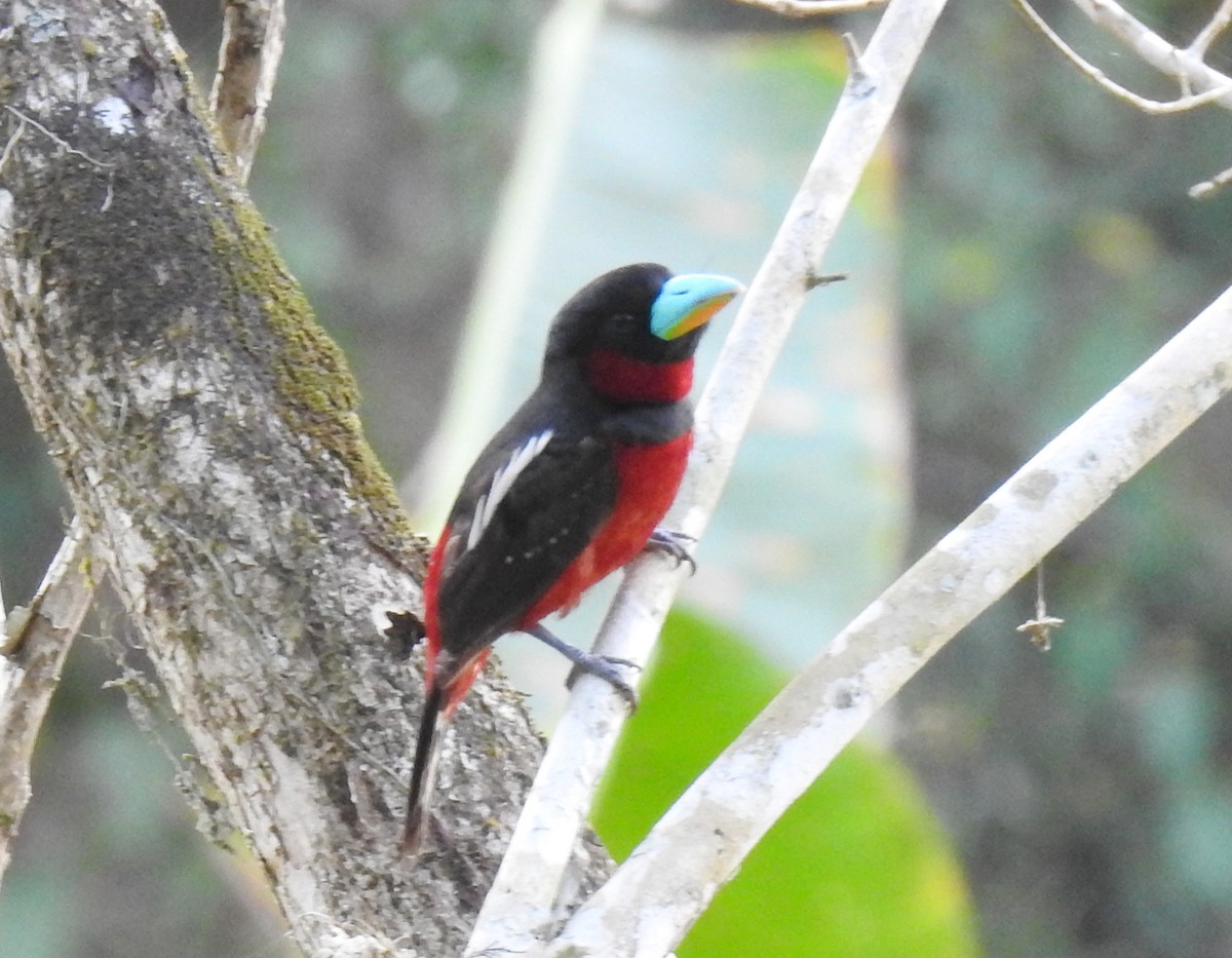 Black-and-red Broadbill - ML645955036