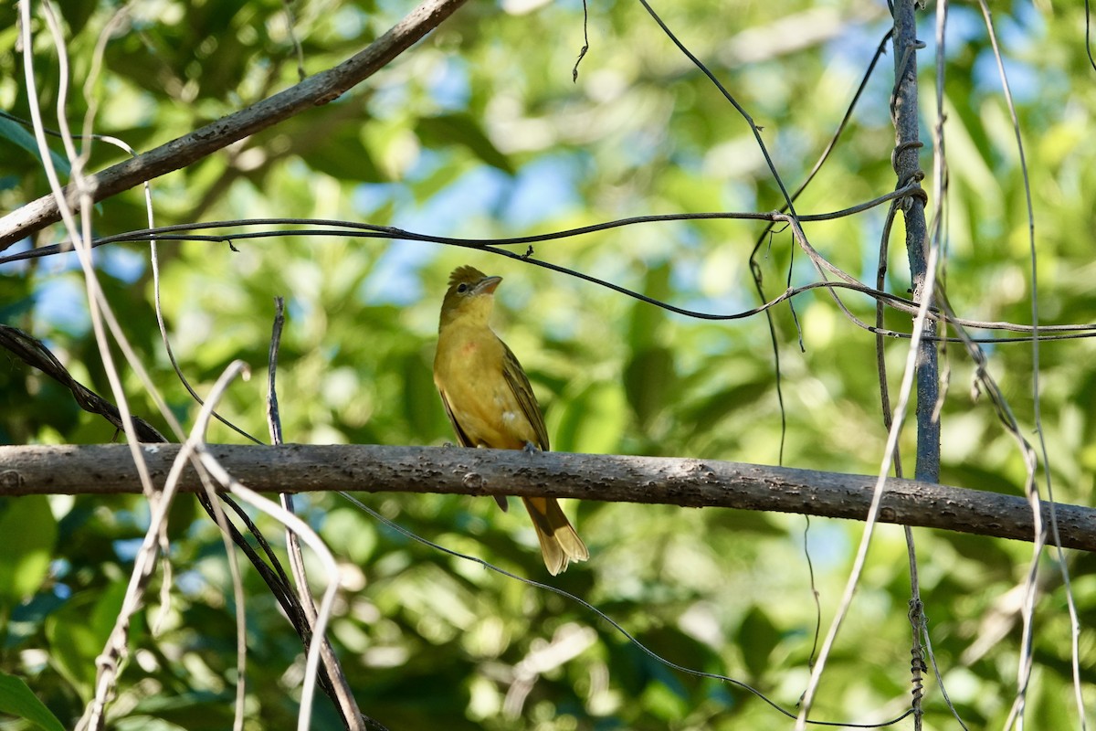 Summer Tanager - ML645955037
