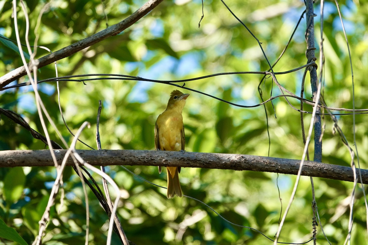 Summer Tanager - ML645955038