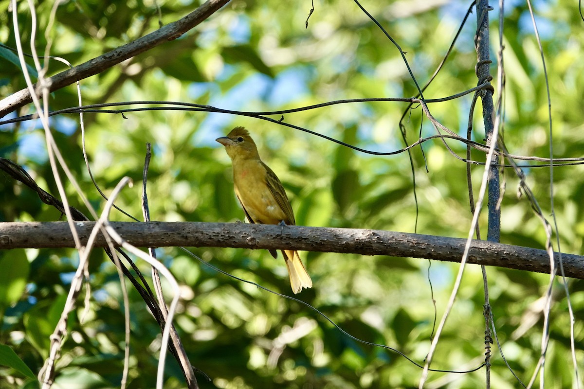 Summer Tanager - ML645955039
