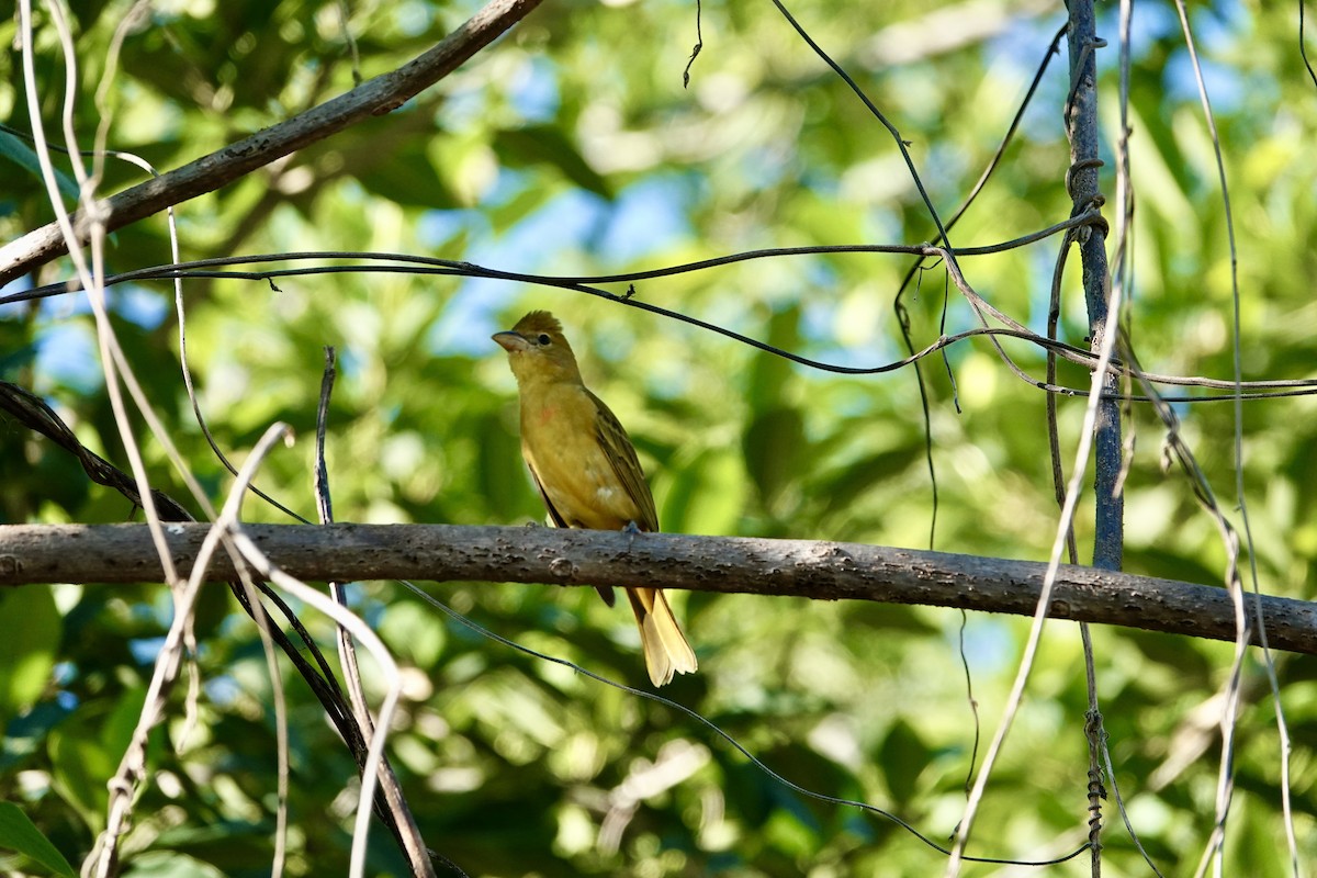 Summer Tanager - ML645955040