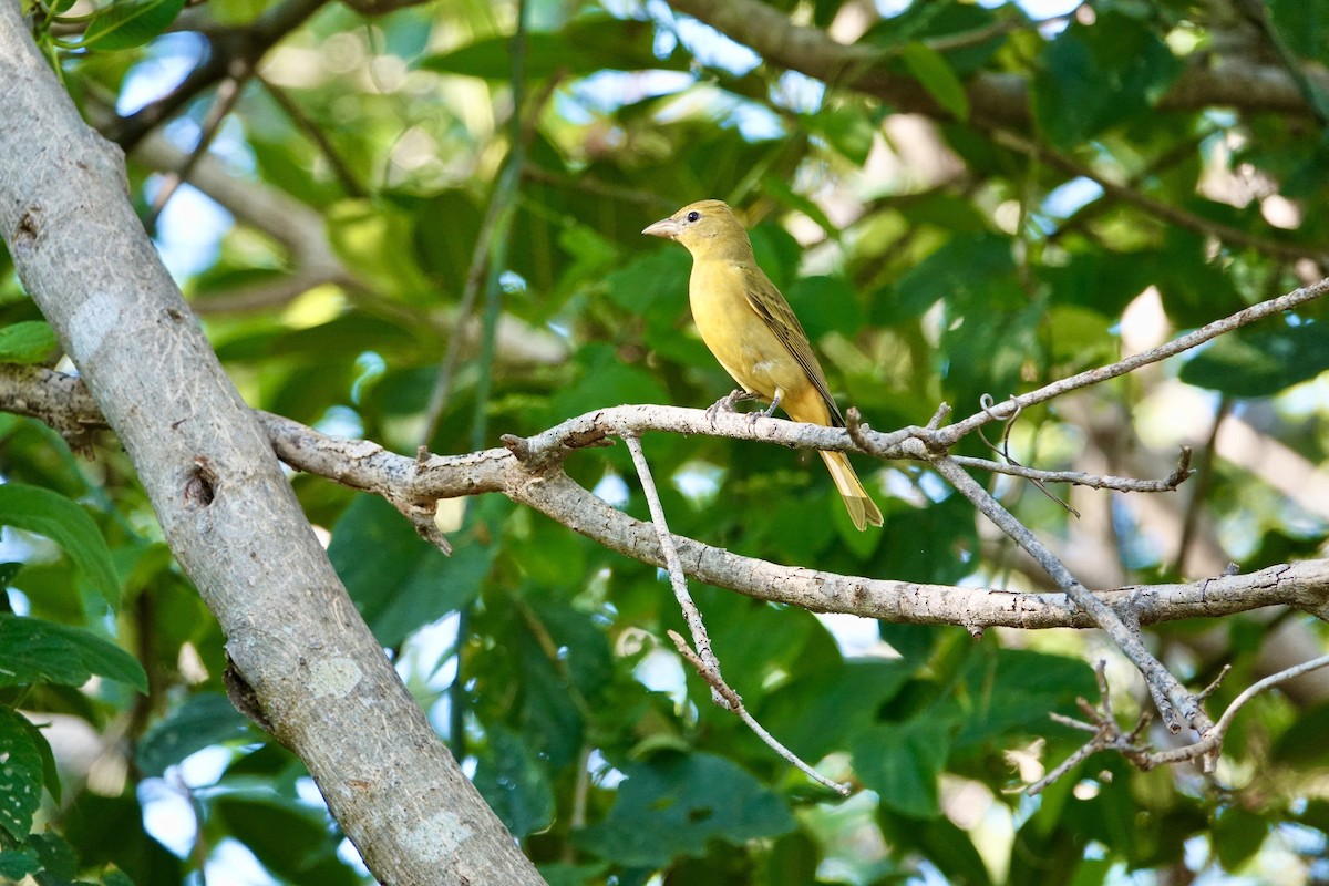 Summer Tanager - ML645955041