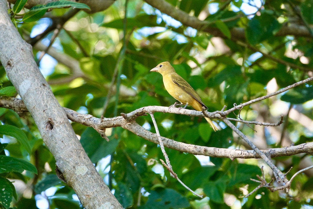 Summer Tanager - ML645955042