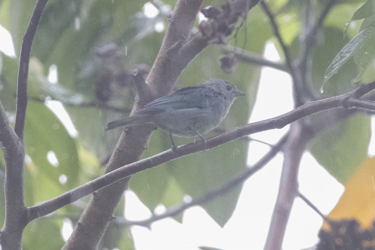 Blue-gray Tanager - ML645955045