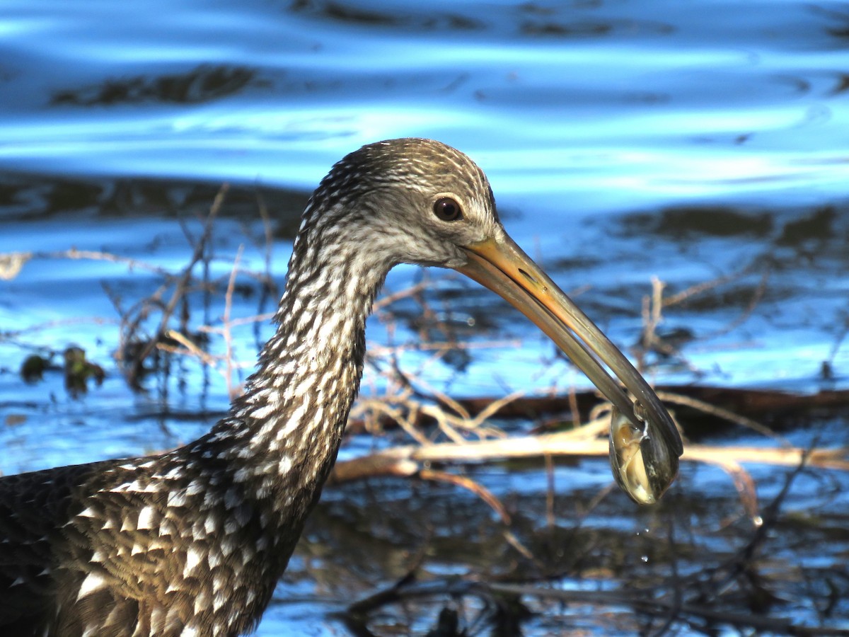 Limpkin - ML645955046
