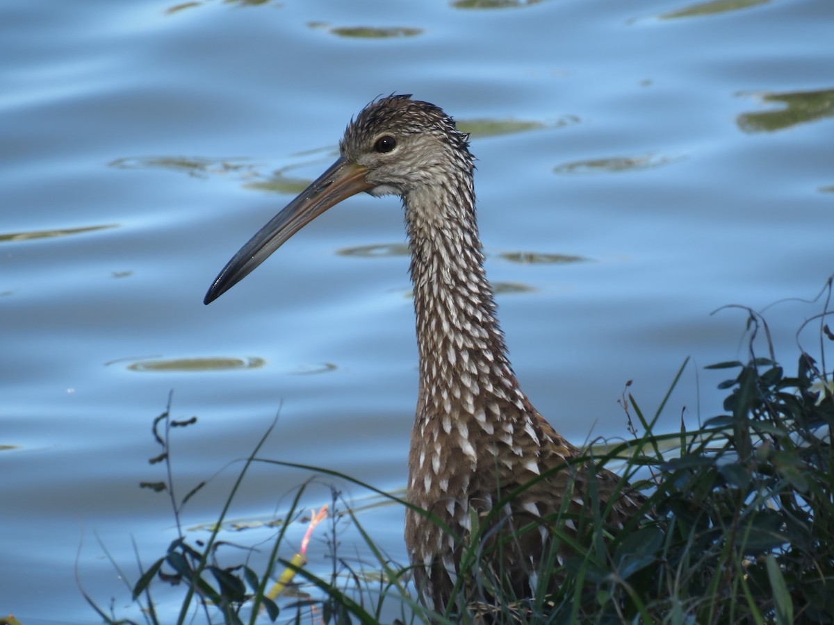 Limpkin - ML645955047