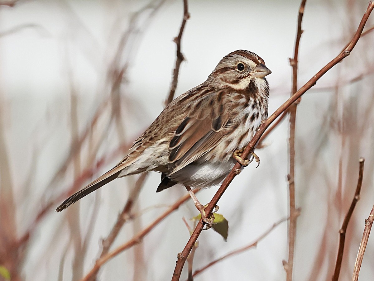 Song Sparrow - ML645955050