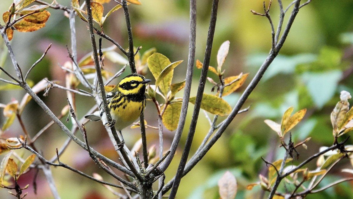 Townsend's Warbler - ML645955056